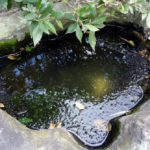 自作の池
