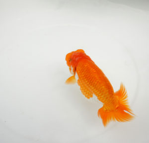 塩浴の金魚